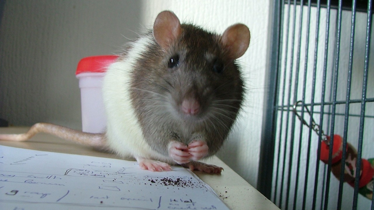 dscf6632.jpg