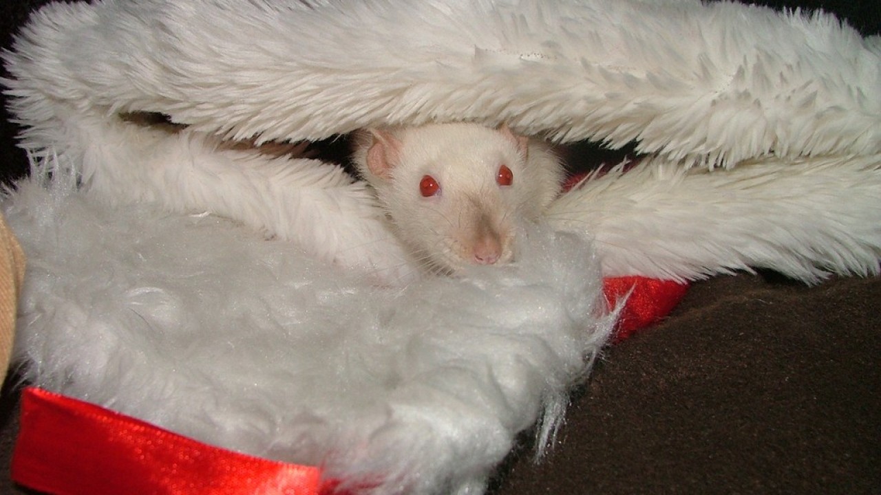 dscf5794.jpg
