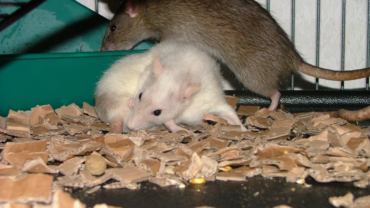 dscf5833.jpg