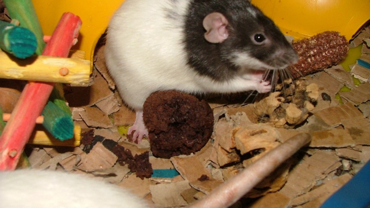 DSCF4266.JPG
