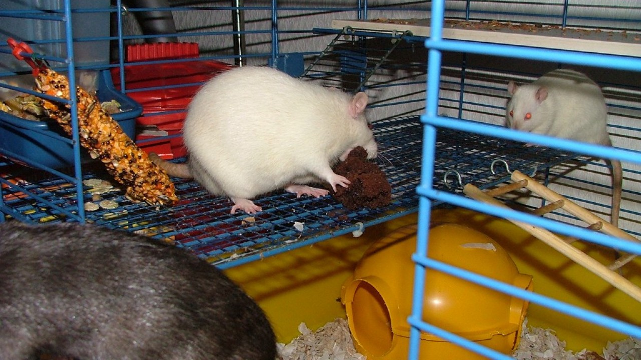 DSCF4118.JPG