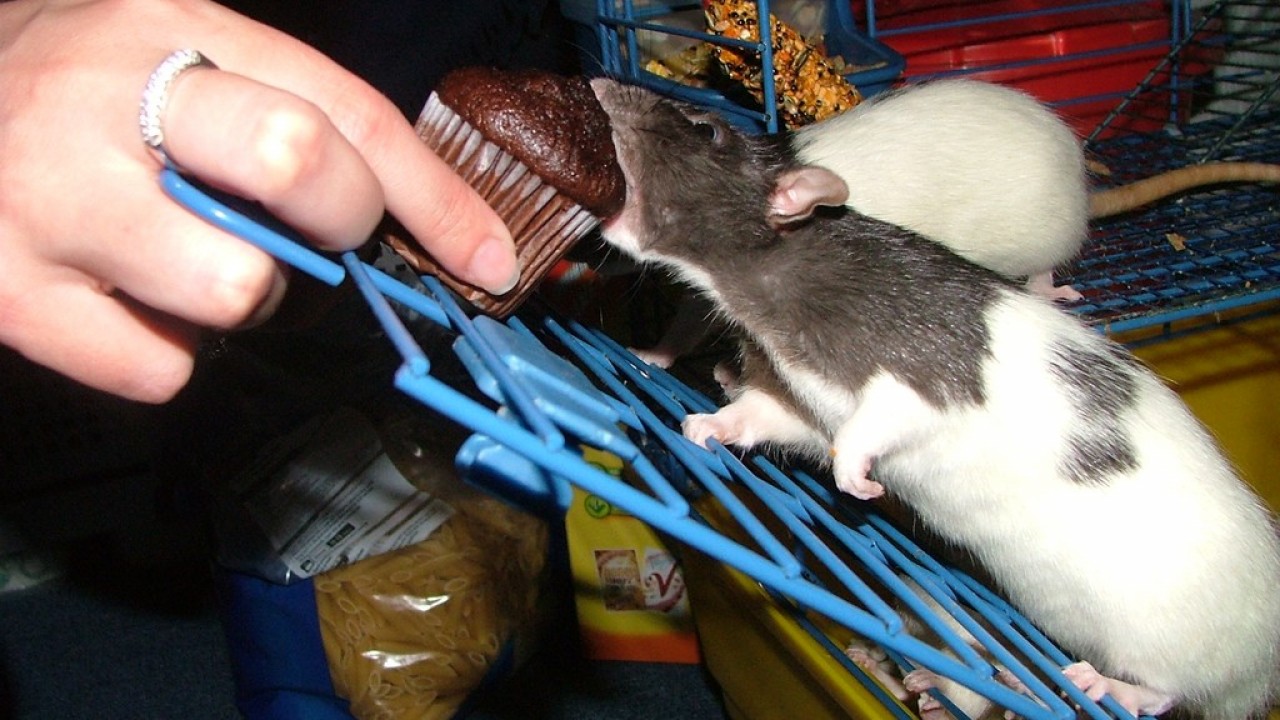 DSCF4101.JPG