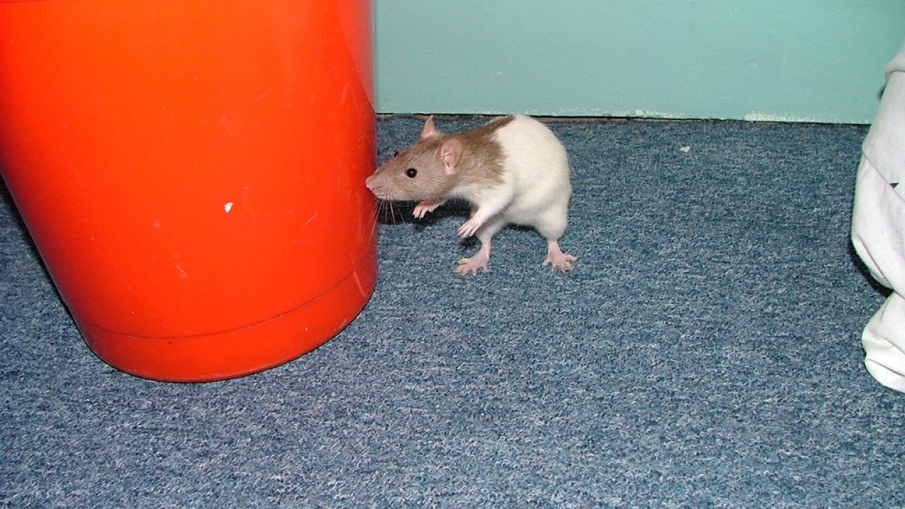 DSCF2655.JPG