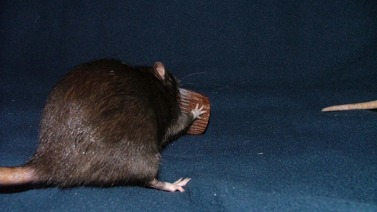 DSCF4084.JPG