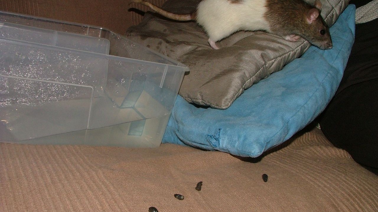 DSCF6663.JPG