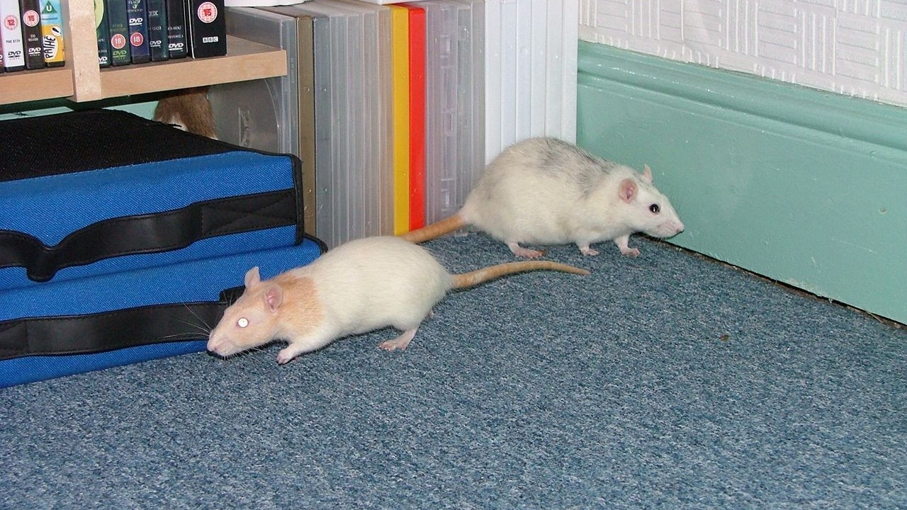 DSCF2652.JPG