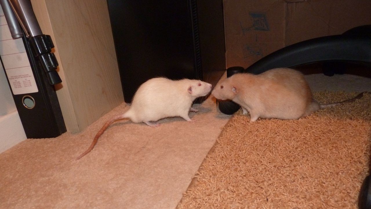 p1010241.jpg