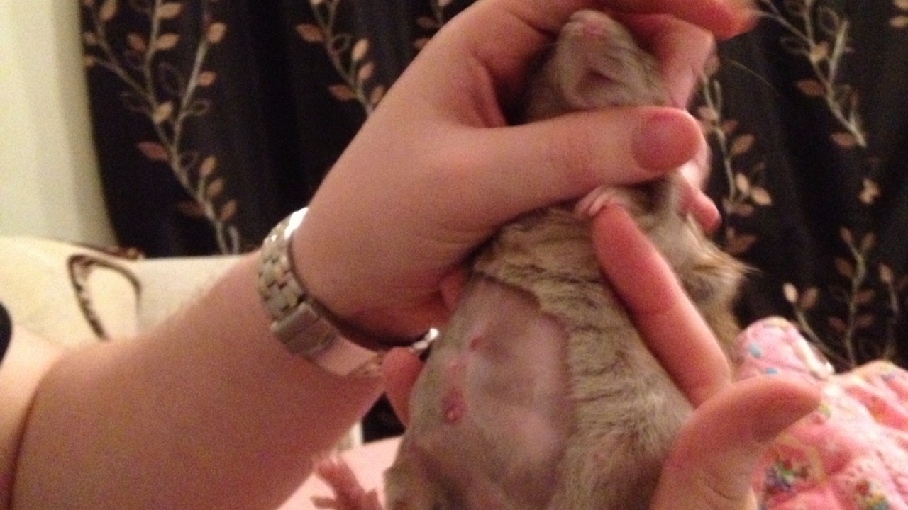 brown lump removal.JPG