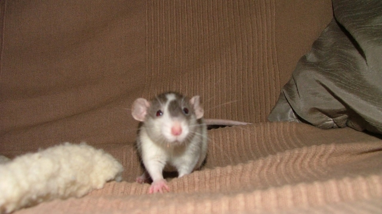 dscf6637.jpg