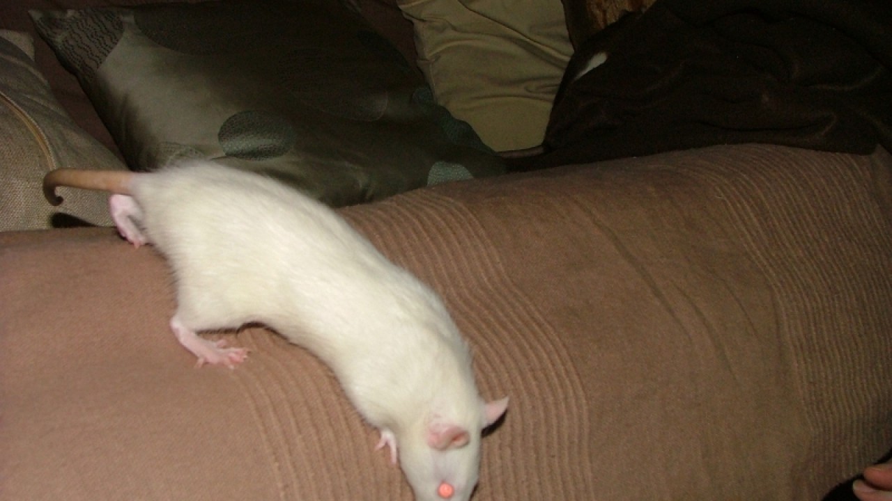 dscf6781.jpg