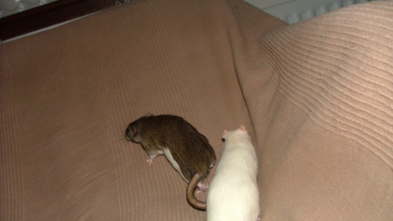 dscf6908.jpg