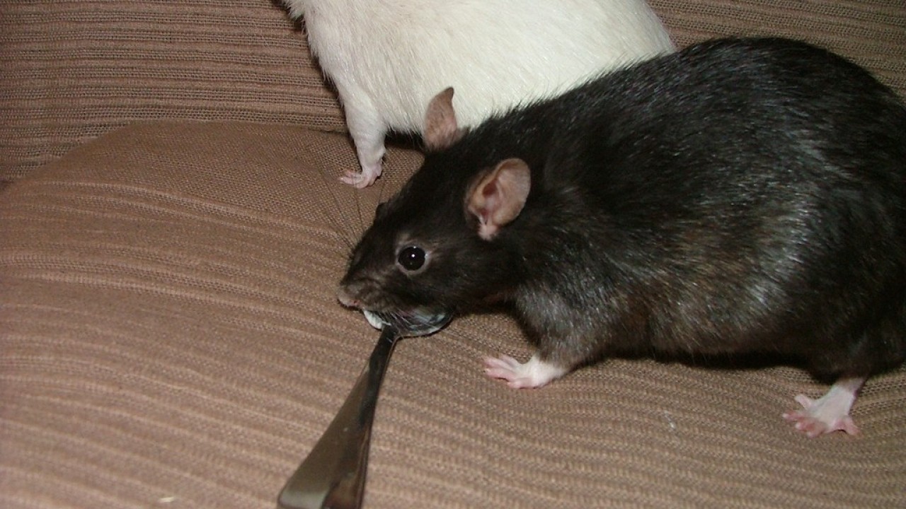 DSCF4742.JPG