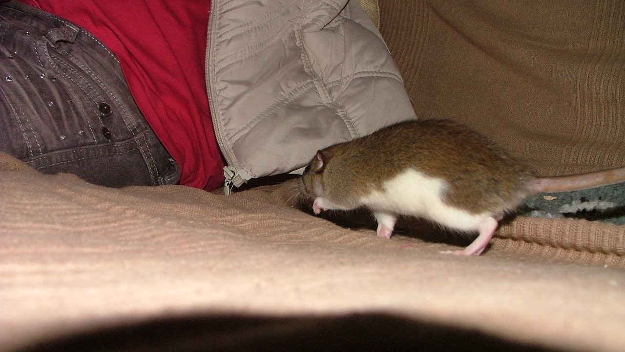 DSCF6647.JPG