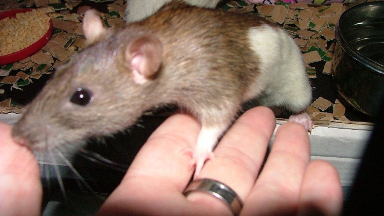 dscf6079.jpg