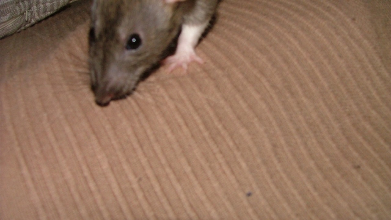 dscf6762.jpg