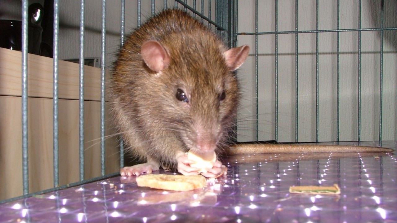 dscf6597.jpg