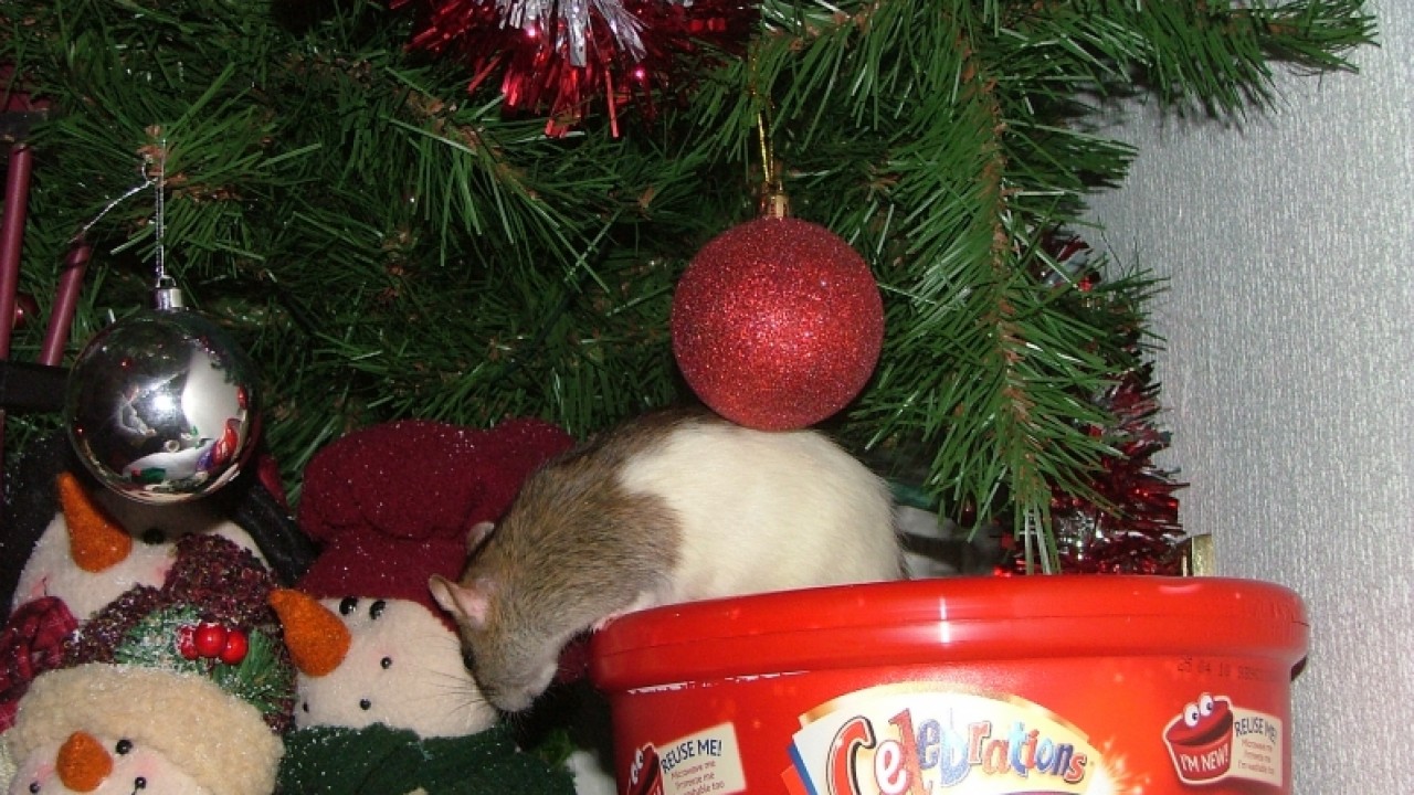 dscf6693.jpg