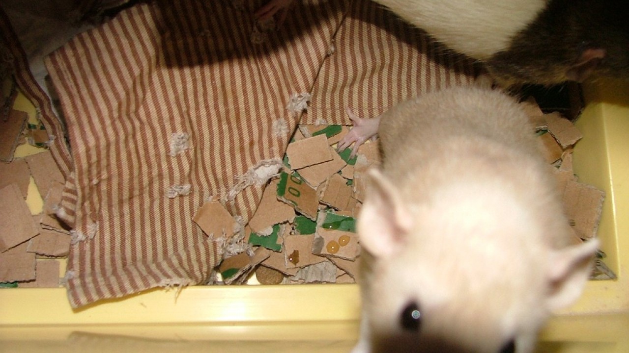 dscf6065.jpg