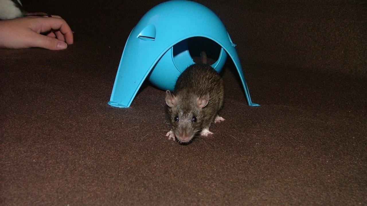 DSCF5470.JPG