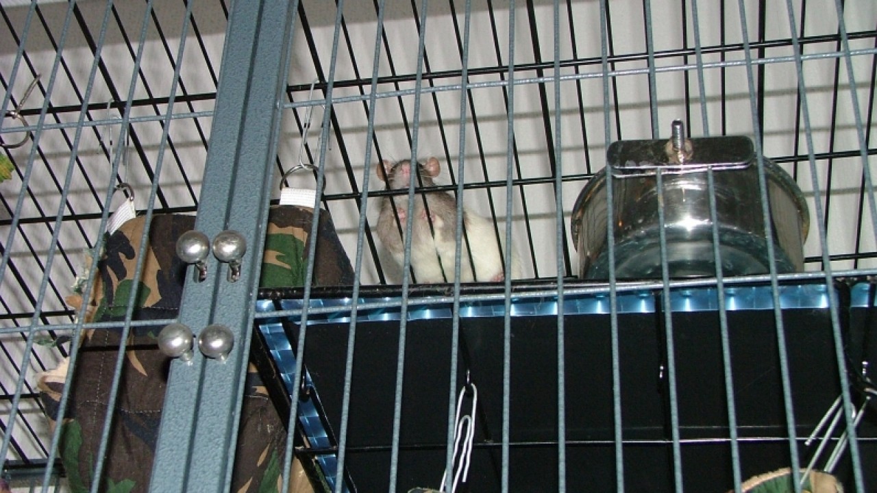 dscf6695.jpg
