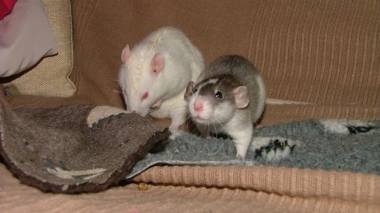 dscf6651.jpg