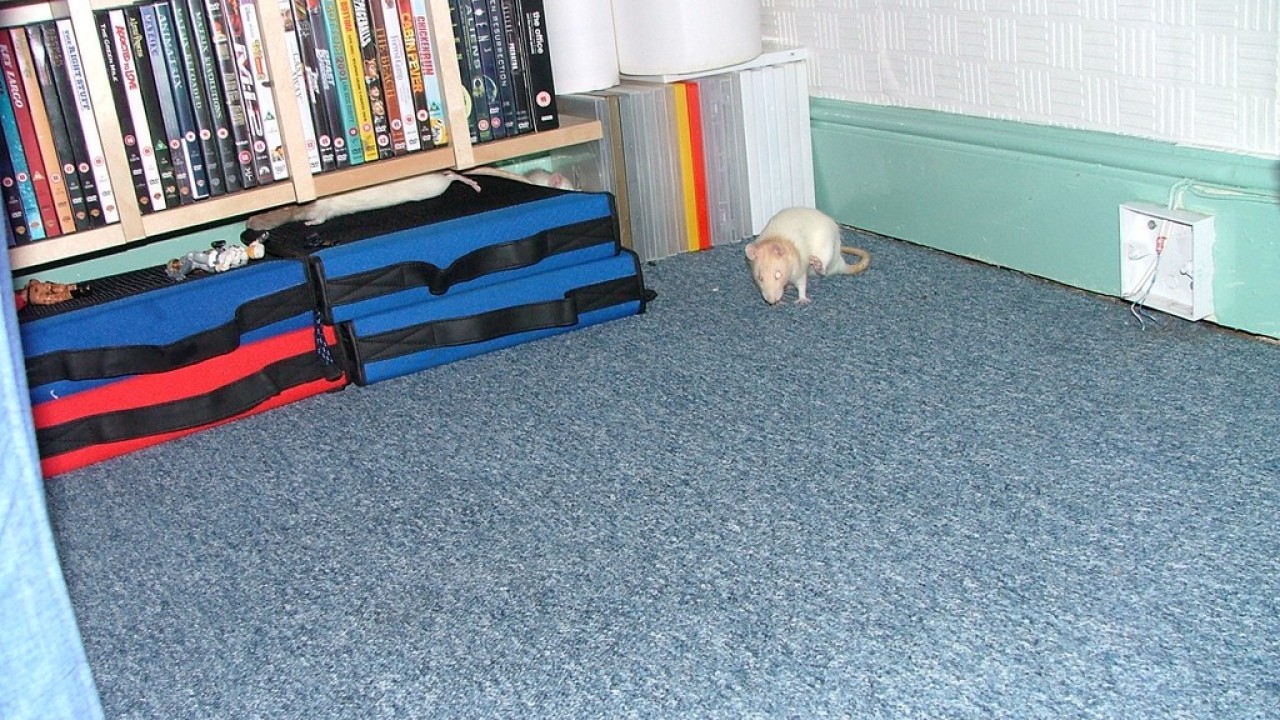 DSCF2656.JPG
