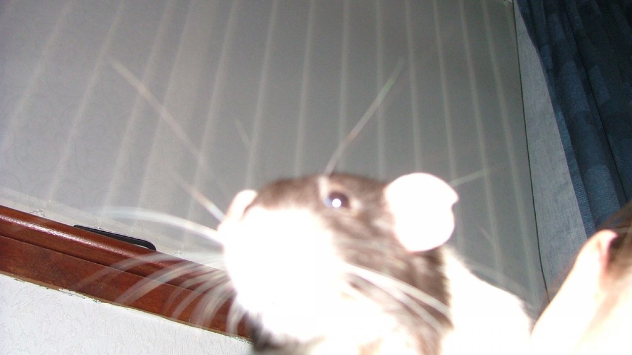 DSCF4737.JPG