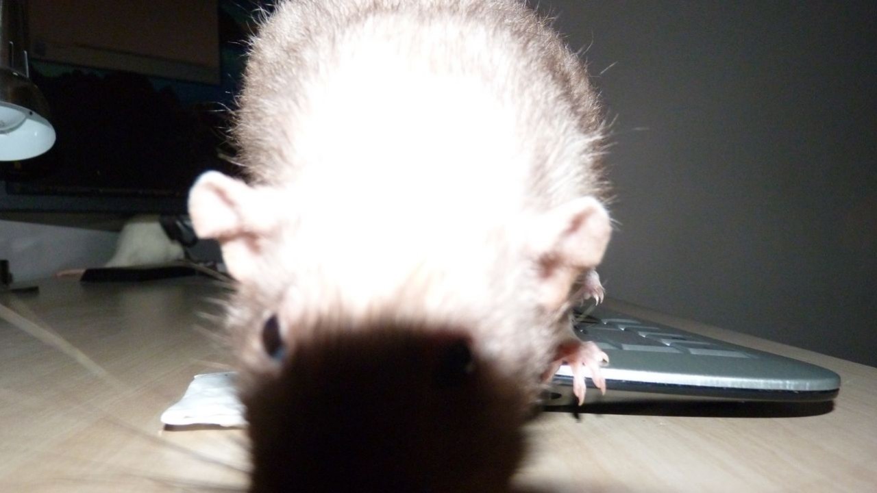 P1000904.JPG