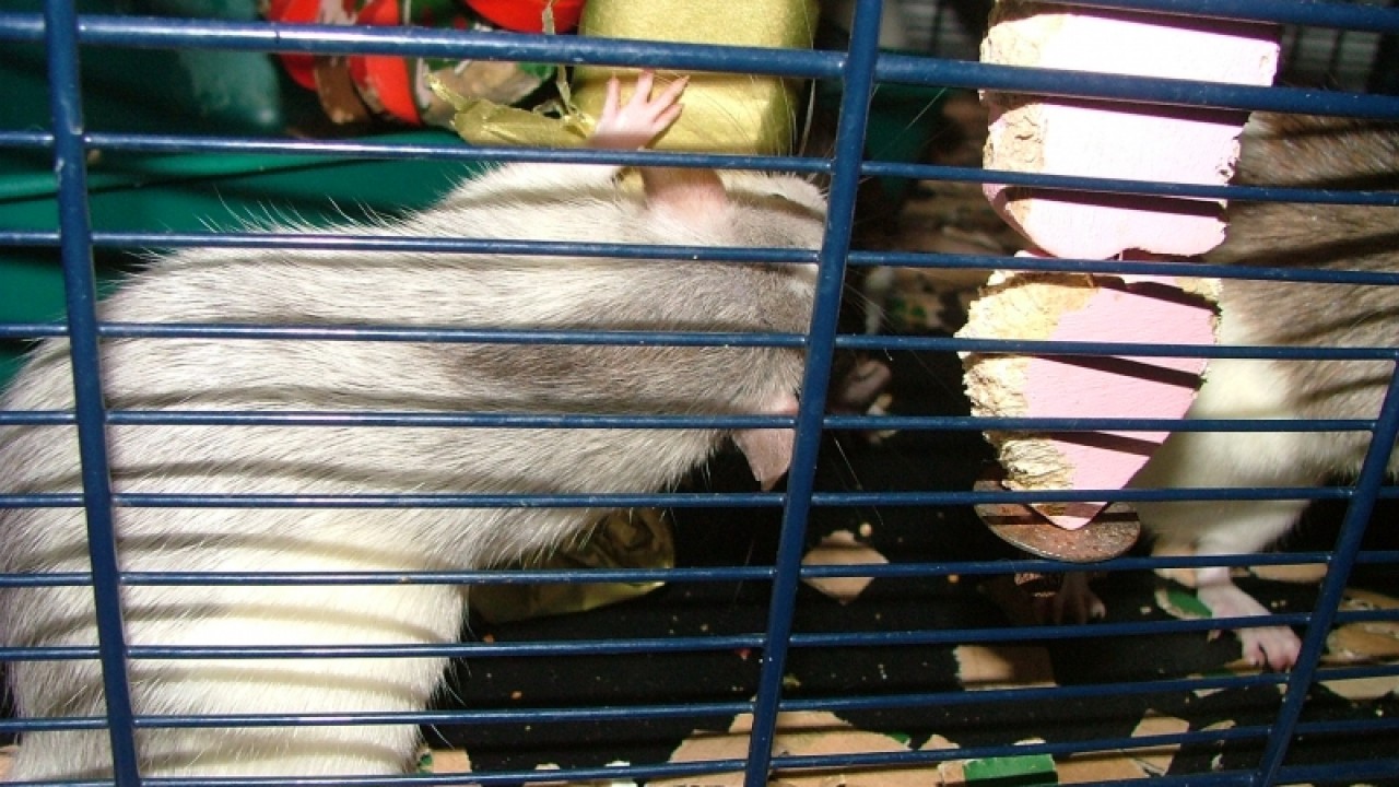 dscf6736.jpg