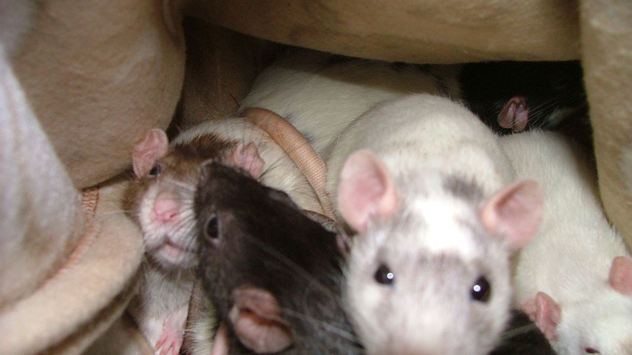 DSCF4017.JPG