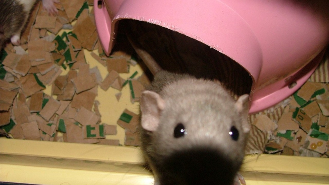 dscf6064.jpg