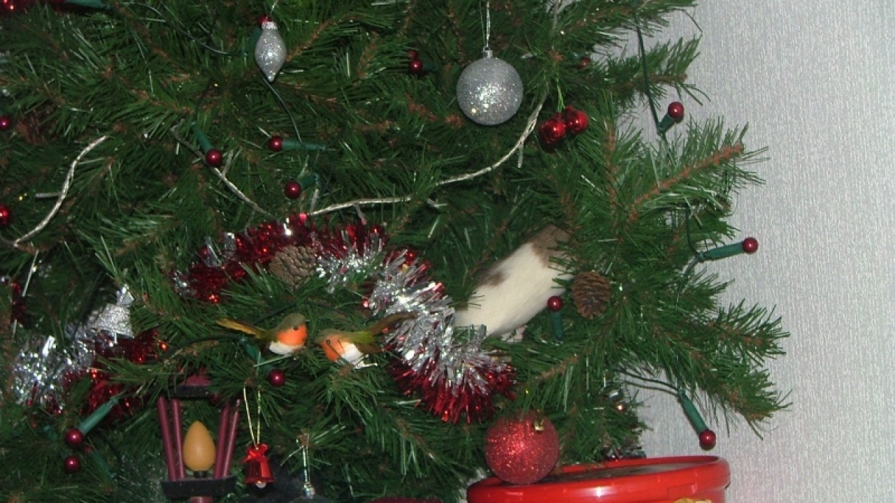 dscf6793.jpg