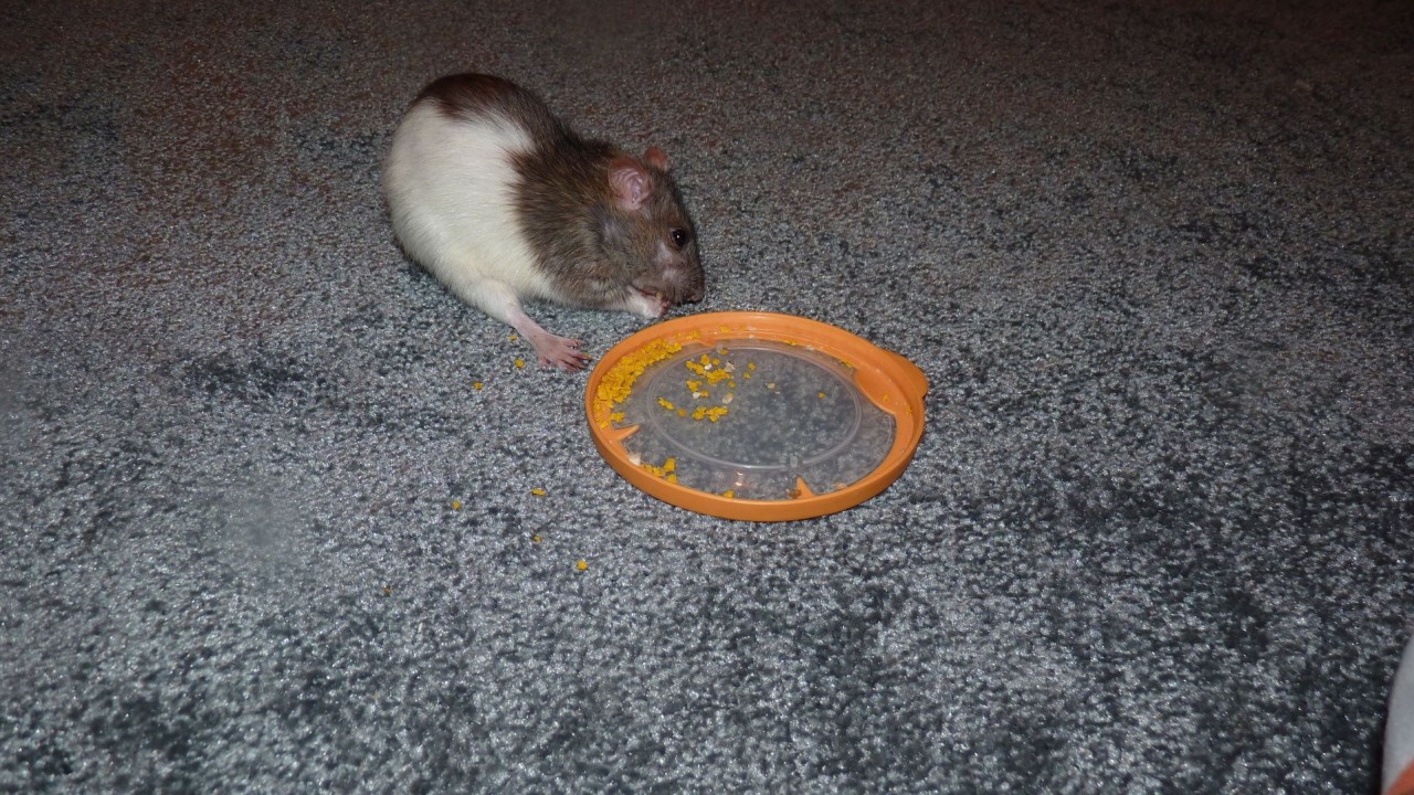 P1070525.JPG