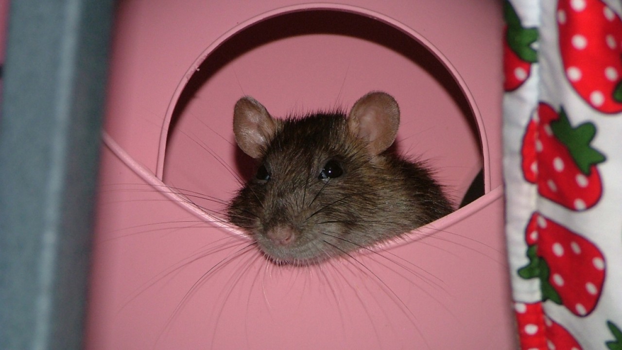 dscf6623.jpg