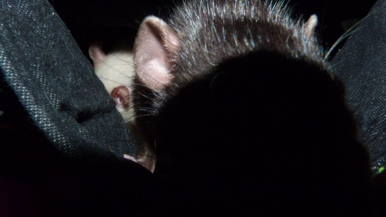 P1020196.JPG