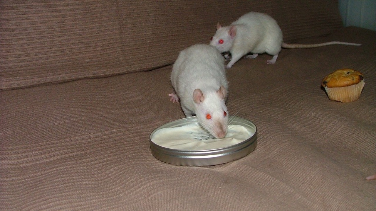 DSCF4736.JPG