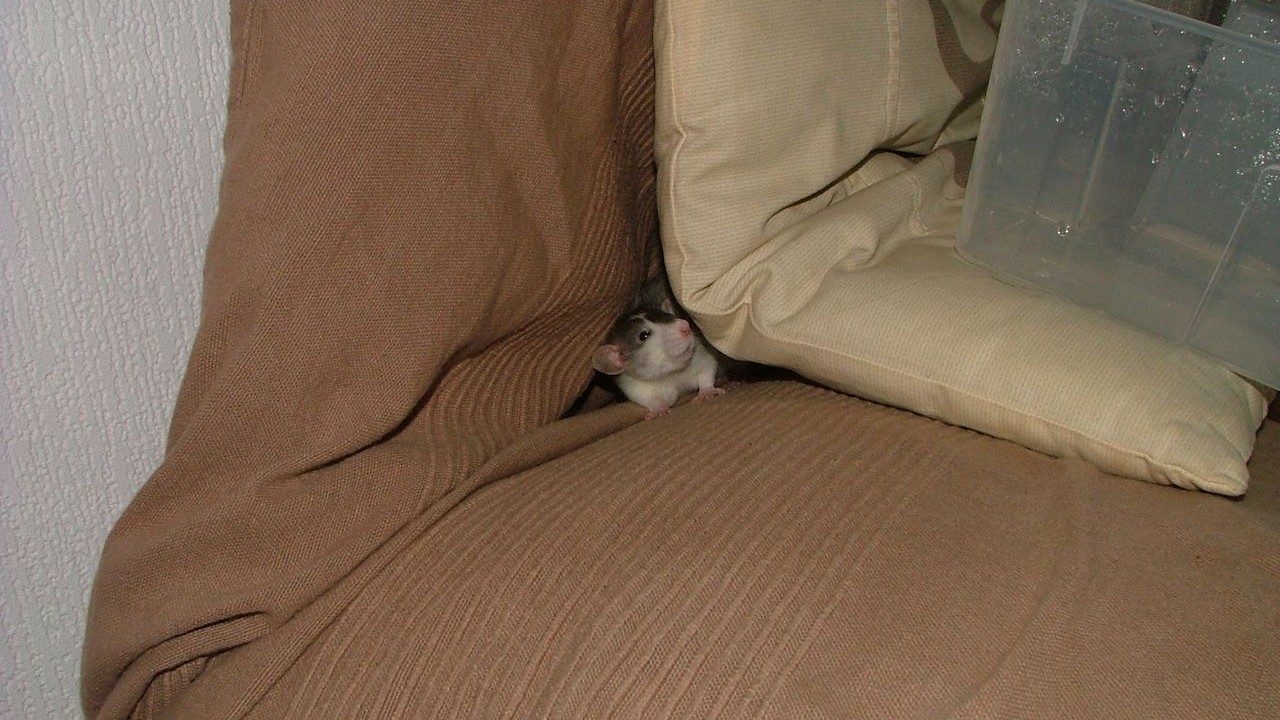 DSCF6664.JPG