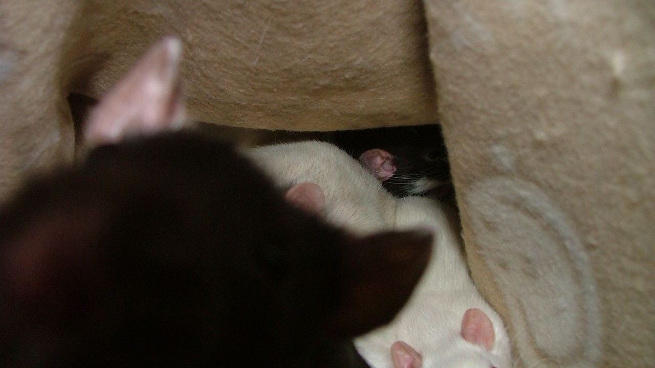 DSCF4016.JPG