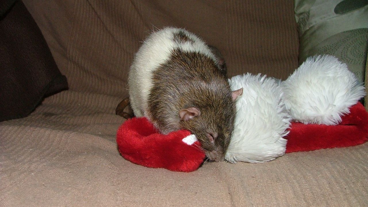 DSCF6719.JPG