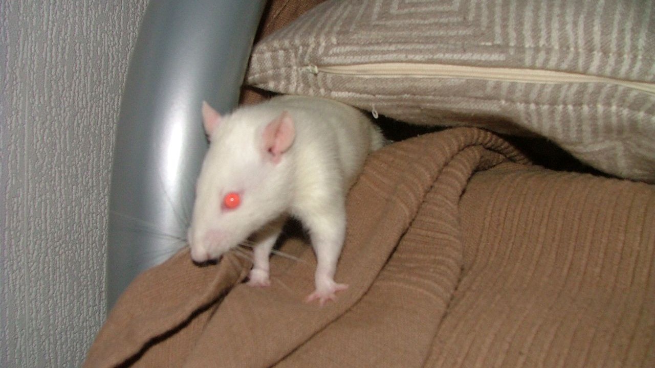 DSCF6780.JPG