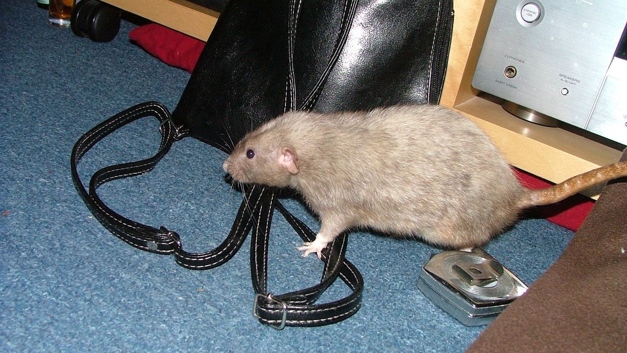 DSCF6676.JPG