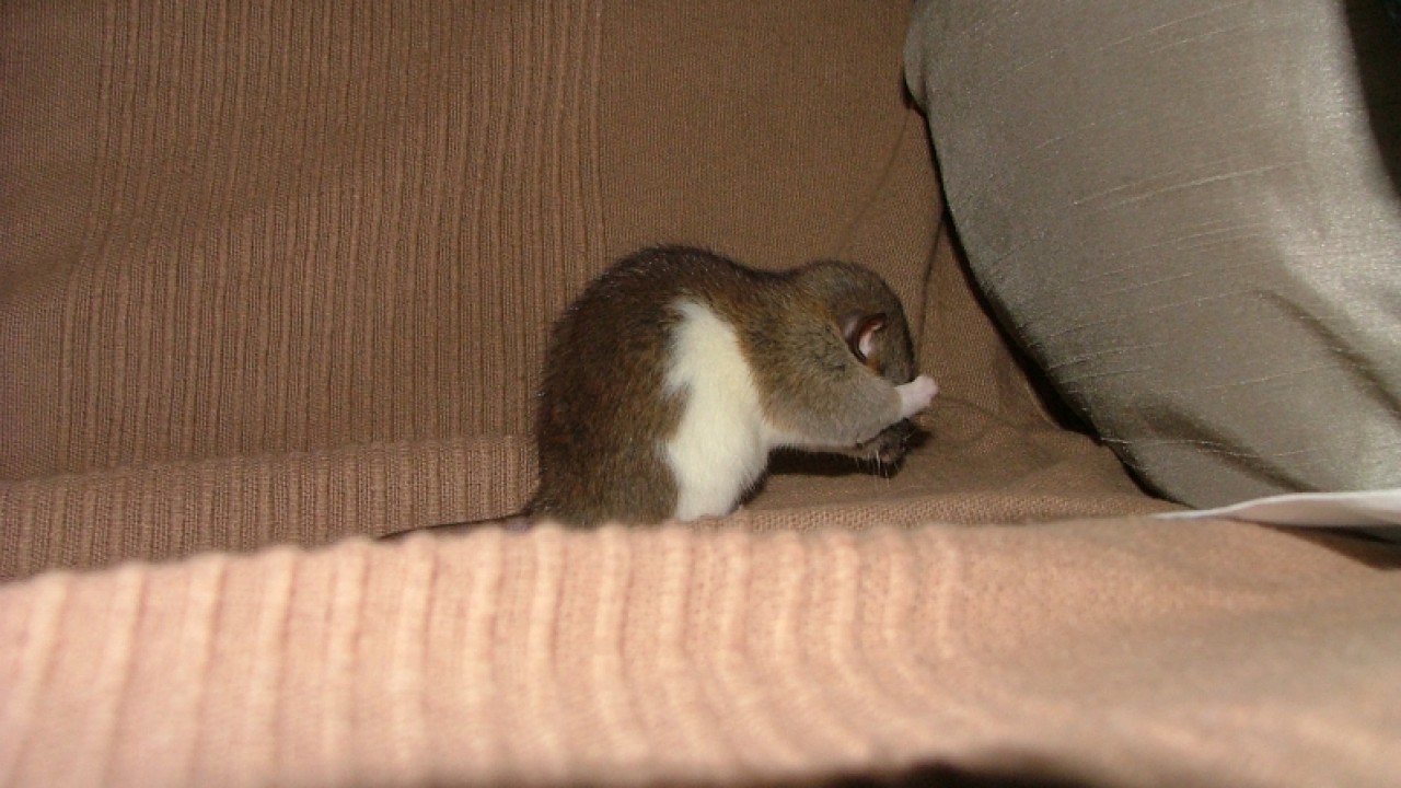 dscf6654.jpg
