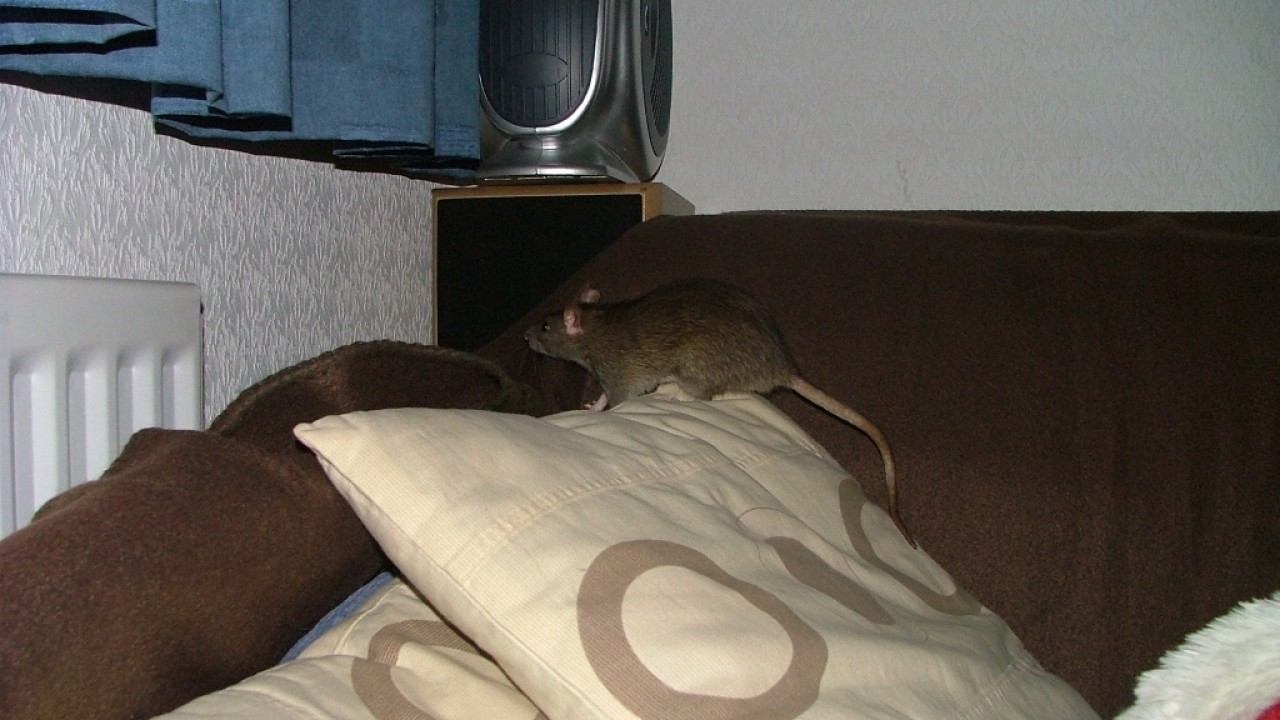 dscf5781.jpg