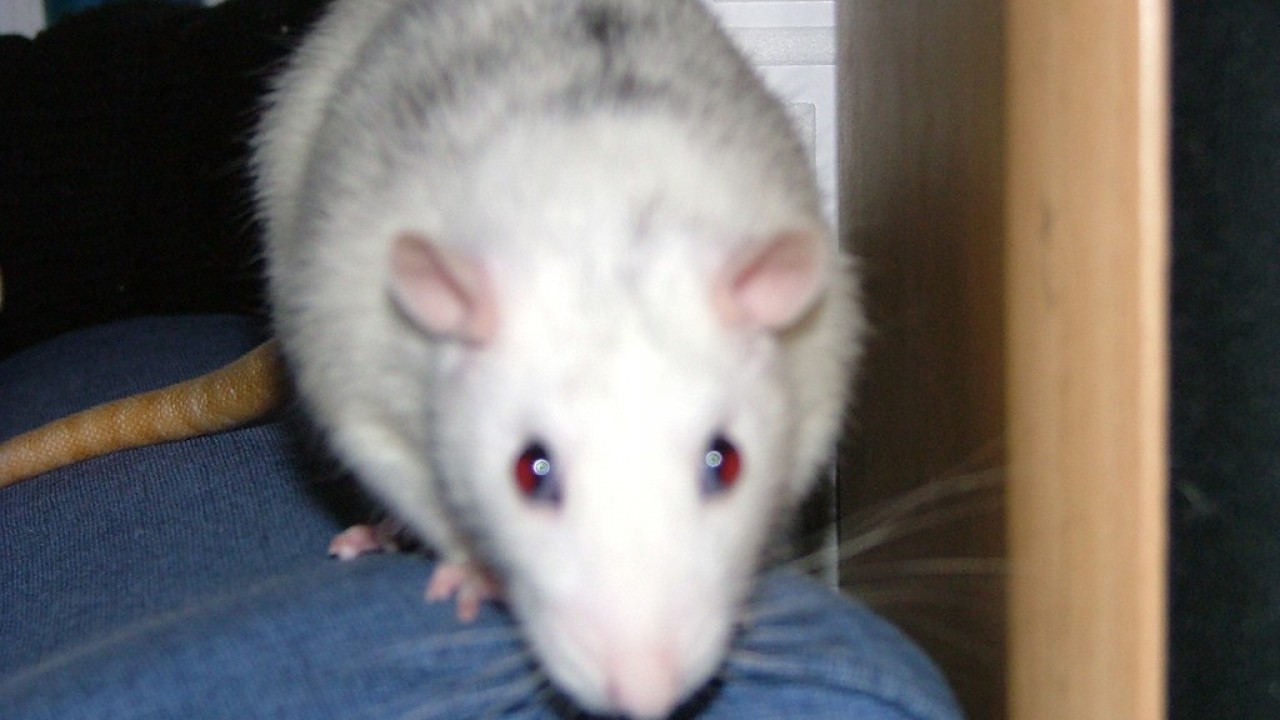 DSCF2911.JPG