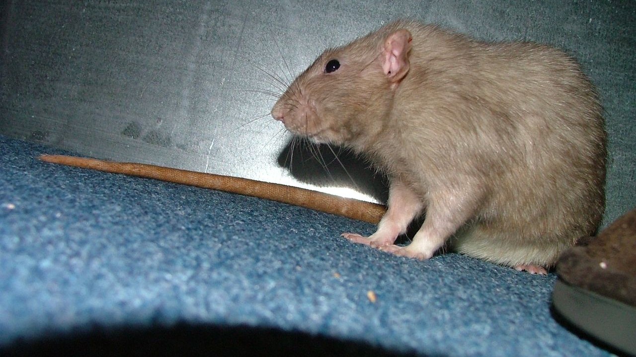 DSCF6684.JPG