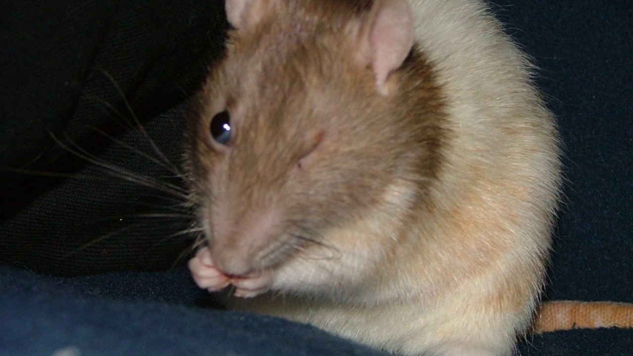 DSCF4090.JPG