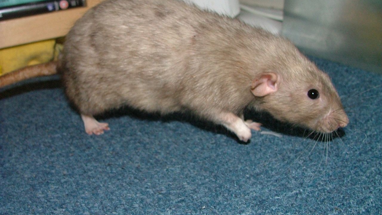 DSCF6683.JPG