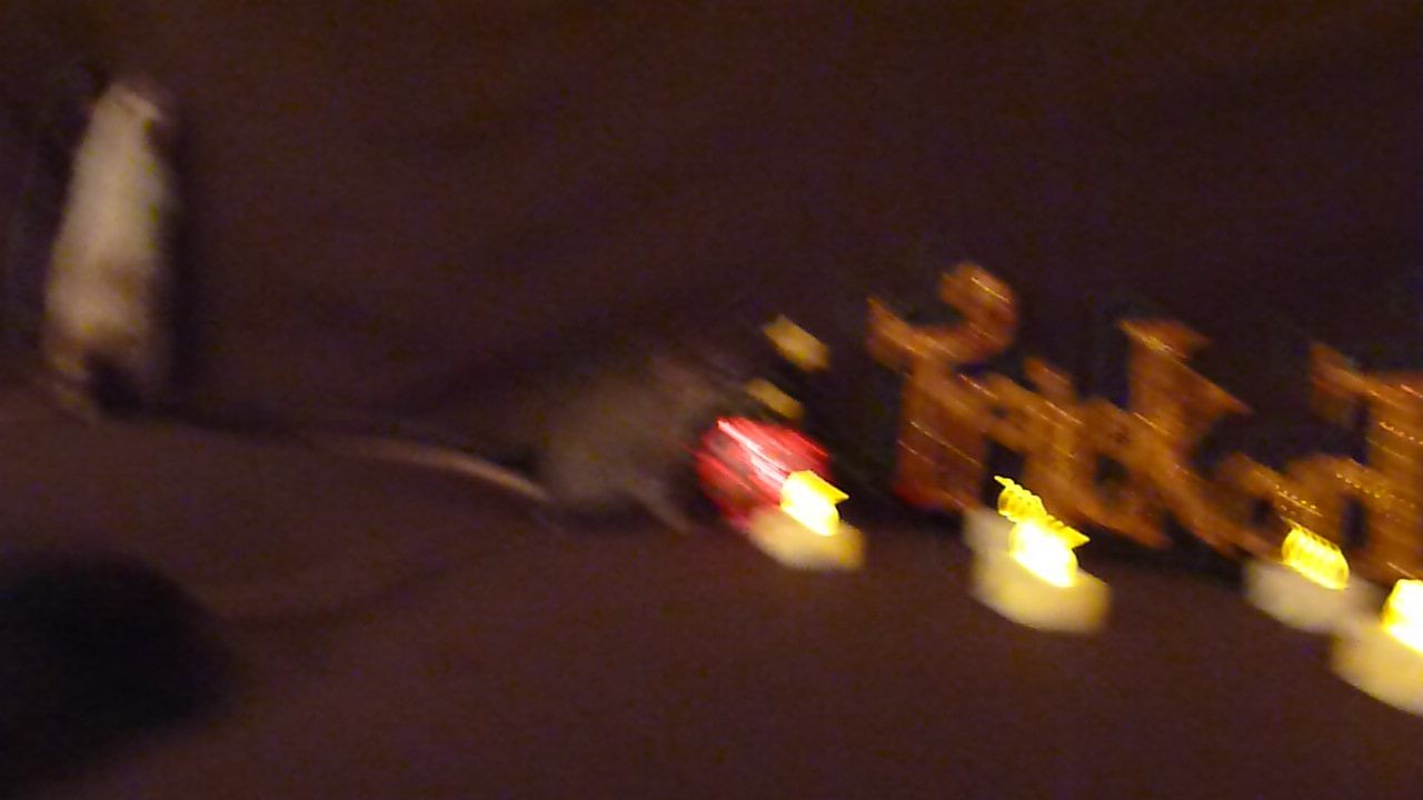 P1020264.JPG