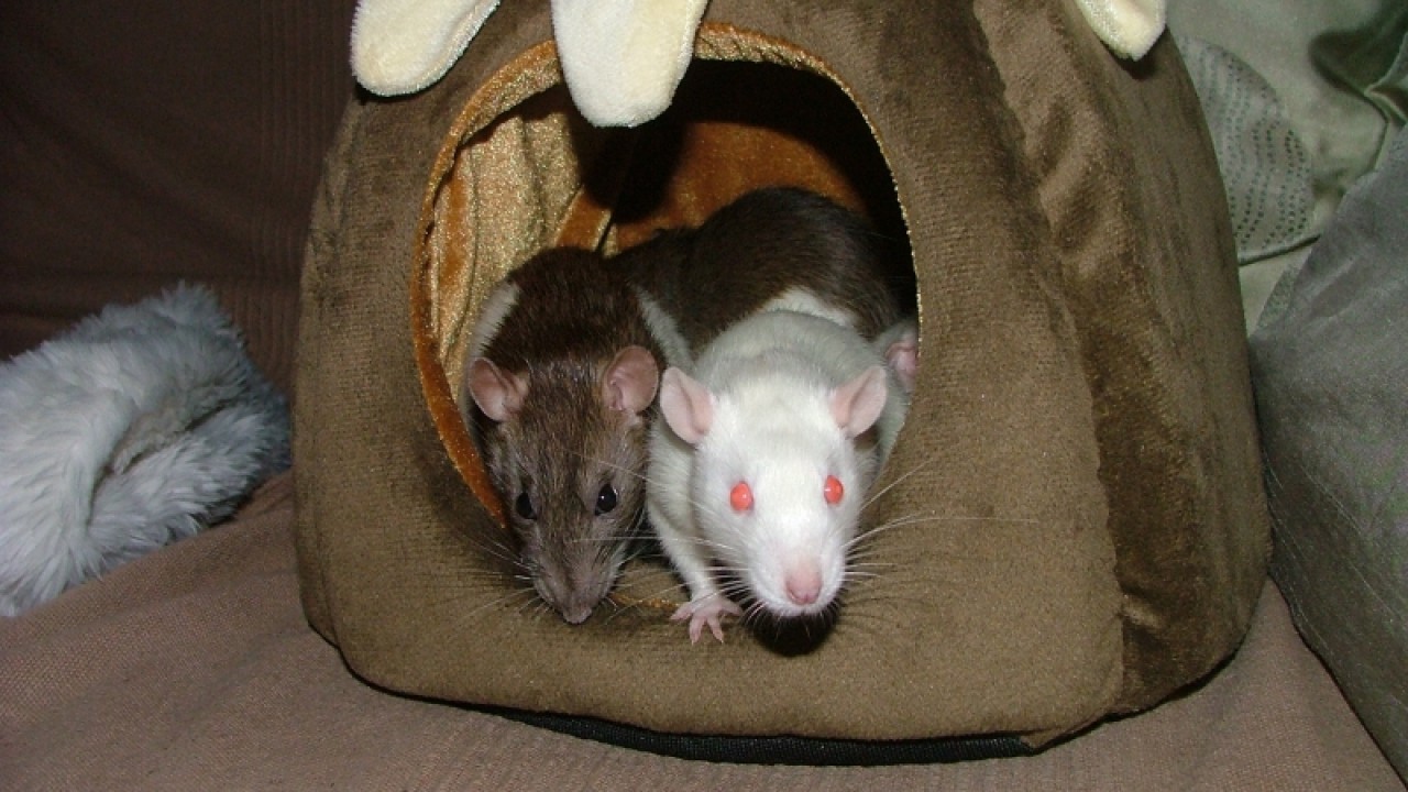 dscf6704.jpg